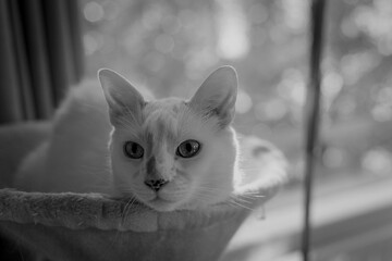 Portrait of a white can in black and white