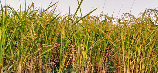 ripen rice trees on field ready for harvest, paddy field ready to harvest, Soft focus of mature or ripe paddy at paddy field waiting to be harvested. Farmer's market photo