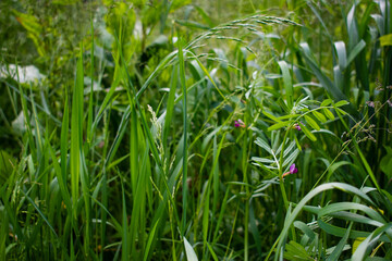 Green grass background. Natural environment. Good ecology. 