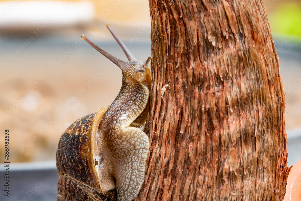 Wall mural nice adult snail climbing on a tree branch at sunrise on a diffuse and colorful background