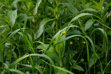 Green grass background. Natural environment. Good ecology. 