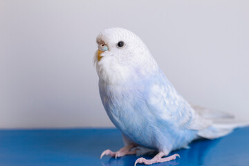 Budgerigar at home on bright background