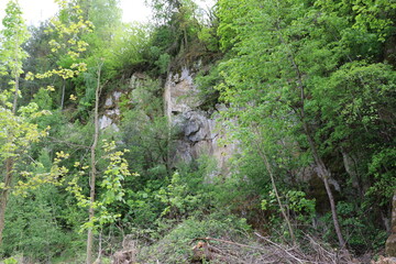 beautiful flowers from nature
