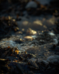 water in the forest