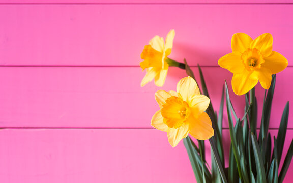 Pretty Spring Daffodils against Bright Pink Boards Background Wall with copy space.  Horizontial with side view