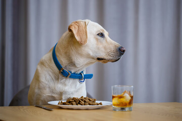 portrait of a business large dog of breed Labrador of light coat, sitting on a chair near the dining table, a plate with food, pets