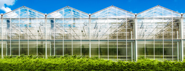 agricultural building facade made of glass greenhouse for growing vegetables all year round on a sunny day with green evergreen bushes and blue sky.