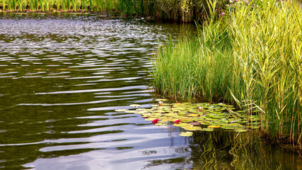 artificial pond with wave in water and aquatic green plants with reeds and blooming water river lilies with reflection.