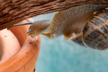 Nice adult snail climbing on a tree branch towards a flowerpot at sunrise on a background of diffuse and colorful blue sky
