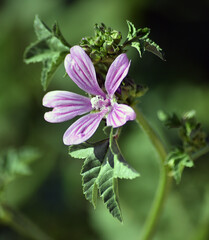 una bonita flor violeta