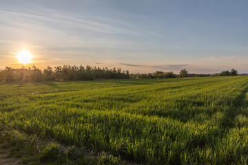 Obraz premium sunset over the field