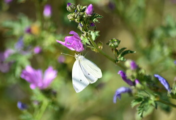 una  mariposa blanca