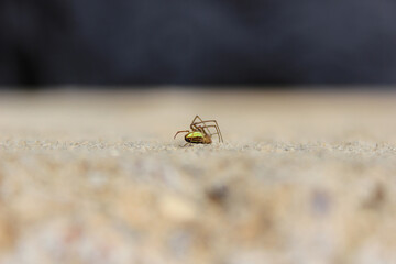 colorful spider macro view