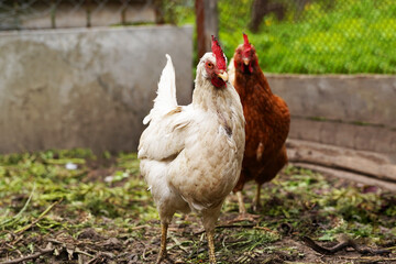 Chicken walks in the pen. Chickens search for grain while walking in a pen on a farm.