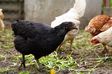 Chicken walks in the pen. Chickens search for grain while walking in a pen on a farm.