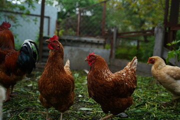 Chicken walks in the pen. Chickens search for grain while walking in a pen on a farm.
