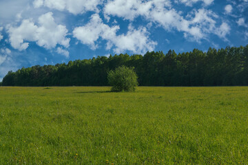 Obraz premium Summer landscape green meadow on a background of forest and blue sky.
