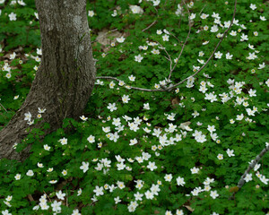flowers in the forest