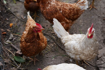 Chicken walks in the pen. Chickens search for grain while walking in a pen on a farm.