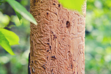 A tree eaten by a bark beetle against a background of green summer foliage