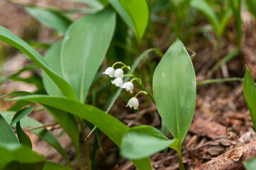 Obraz premium Lily of the valley Convallaria majali flowers