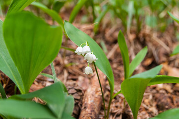 Lily of the valley Convallaria majali flowers