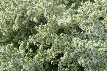 flowers on tree