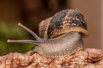 Brown shell snail on a branch in a fuzzy background turning to its right with its antennae raised
