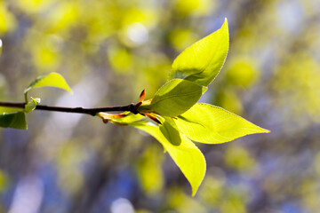 the first young leaves on trees