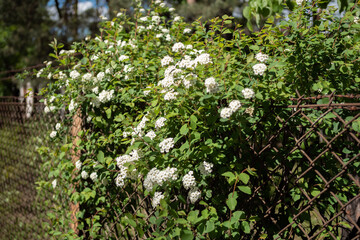 A shrub with small, white flowers, flowering in spring
