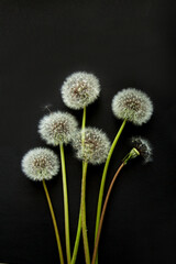 A few white dandelions on a black background, flat layer