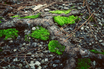 Moss on Root