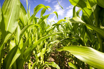 green leaves of corn