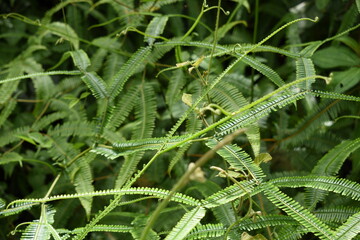 A beautiful green fern in the forest