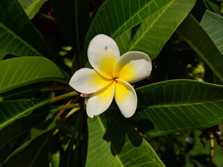 White egg flower blossoms with round petals in sunny summer