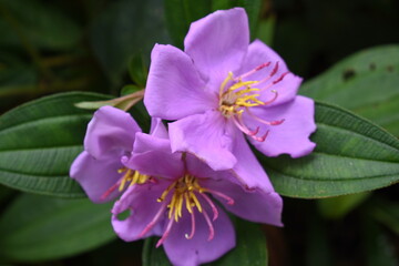 Beautiful wild flower in the forest
