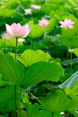 lotus flower in a pond vertical composition