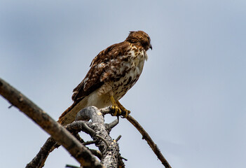 Cooper's hawk