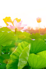 blooming lotus flower with sunshine vertical composition