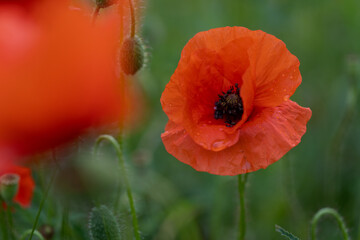 Klatschmohn (Papaver rhoeas), auch Klatschrose, Wilder Mohn, Feuermohn oder Mohnblume nach dem Regen