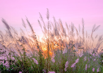 Fototapeta premium Grass flowers outdoor in the ground and Bright orange and yellow colors sunset sky