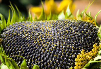 annual sunflower with seeds