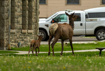Mama Elk with new born