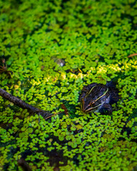 frog in the pond