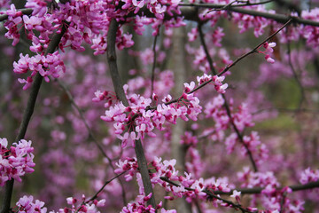 Redbud