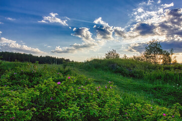 Obraz premium Evening summer landscape blooming rosehip bush against the background of green grass and sunset sky.