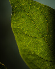 green leaf macro