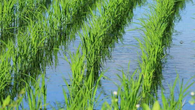 田植え後の水田　稲の苗　水管理　秋田県　田園風景
