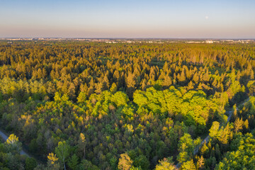 Aerial photo of pine forest in the sorroundigs of Munich, south germany