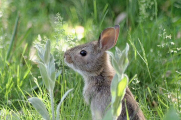 A young Eastern Cottontail in the long grass